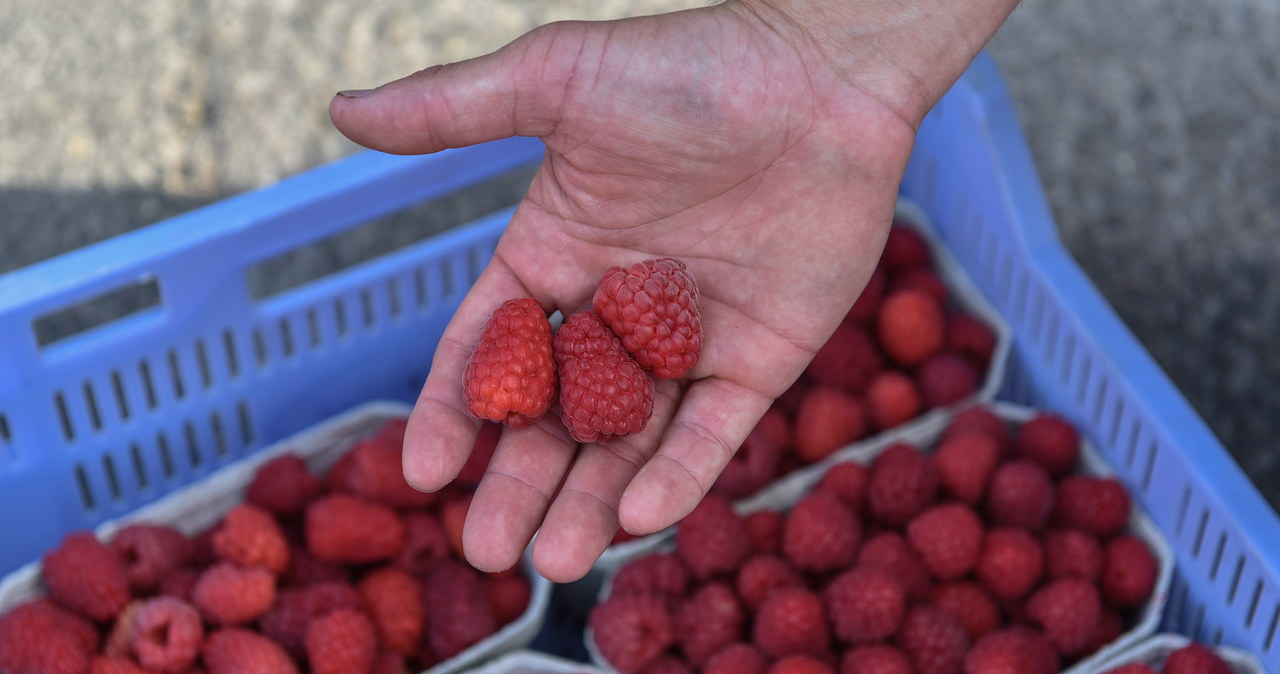 Problemy producentów malin. Państwowa firma rozpoczęła skup