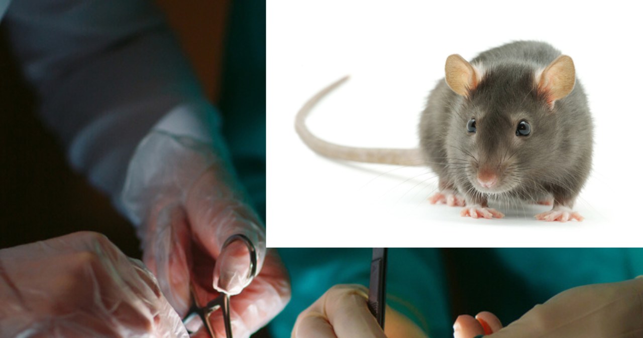 Szczurom przeszczepiono nerki. Były przechowywanie przez 100 dni