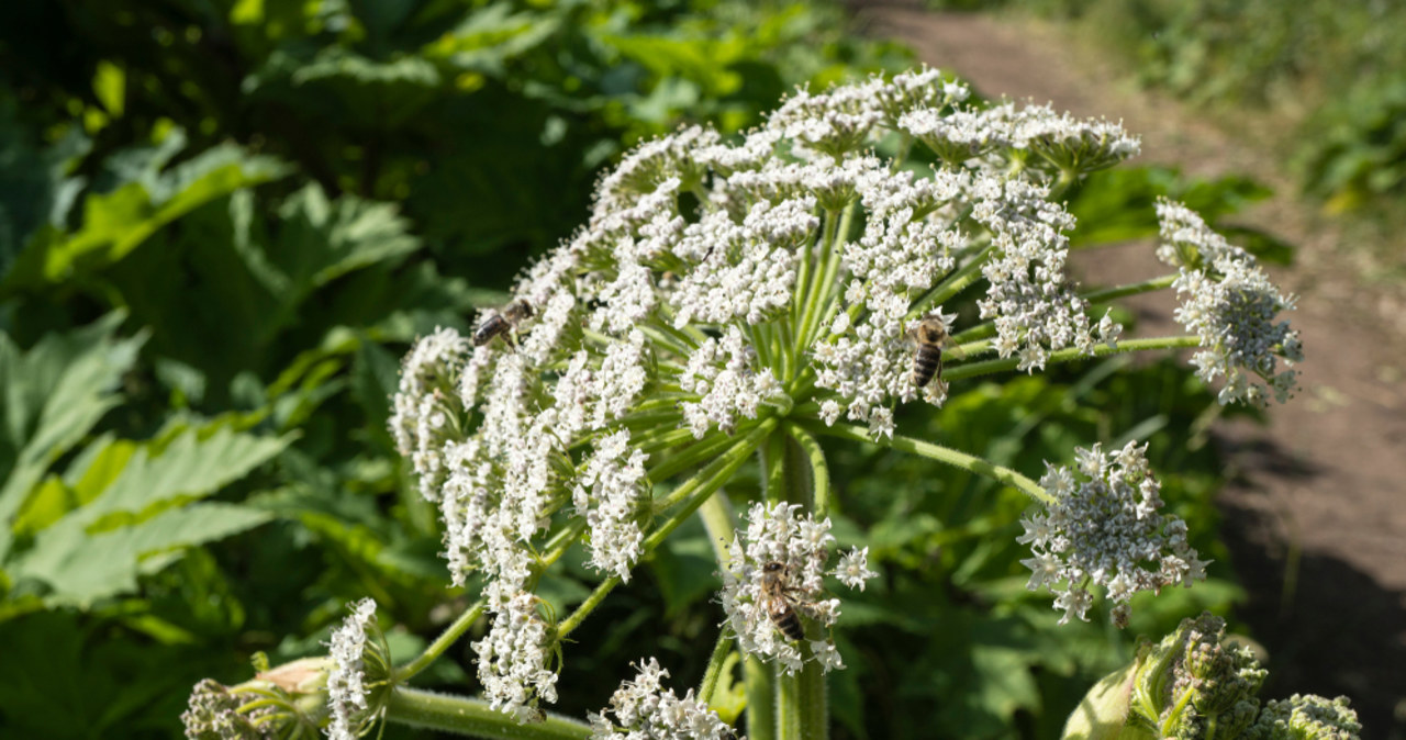 Barszcz Sosnowskiego kwitnie w lipcu. Jak go rozpoznać?