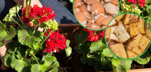 Dwa triki na oporną pelargonię. Kaskada kwiatów w doniczce