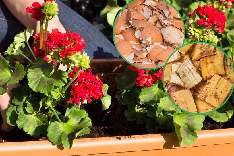 Dwa triki na oporną pelargonię. Kaskada kwiatów w doniczce