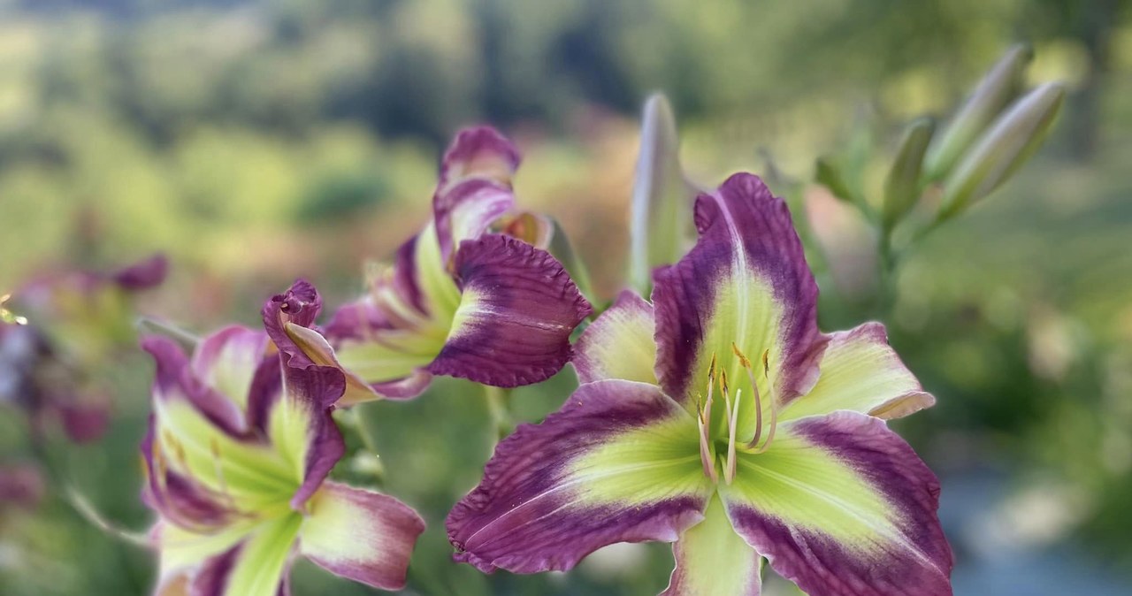 Dziś Święto Liliowców w Arboretum Wojsławice