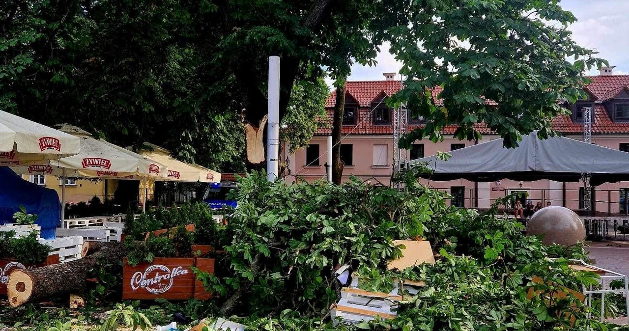 ​Potężny konar ranił 9 osób. Wycięli całe drzewo