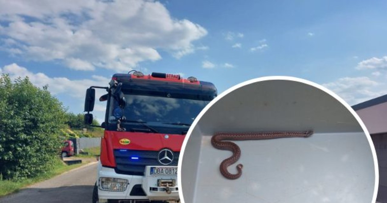 Żmija wpełzła do domu i ukąsiła dziecko. Chwile grozy w Boguszowie-Gorcach