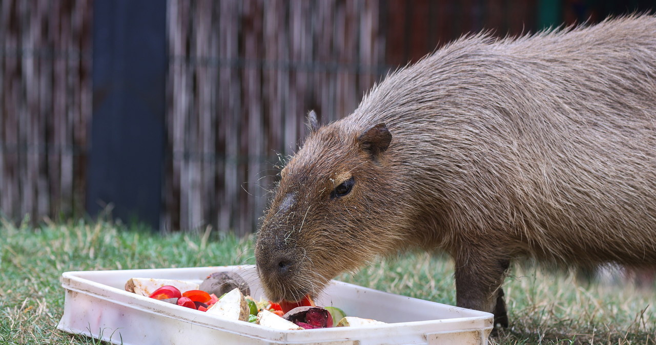 Kąpiel w płatkach róż i prezenty. Dzień Kapibary w łódzkim zoo