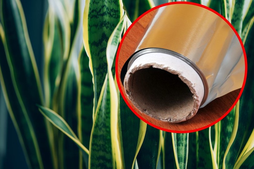 Wystarczy niewielki kawałek folii aluminiowej, a rośliny urosną do nieba
