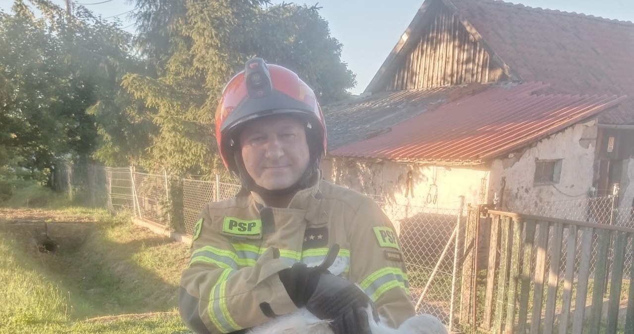 Bocian wypadł z gniazda. Pomogli mu strażacy
