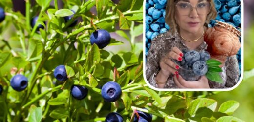 Nieumycie jagód może się skończyć poważną chorobą. Lekarka ostrzega