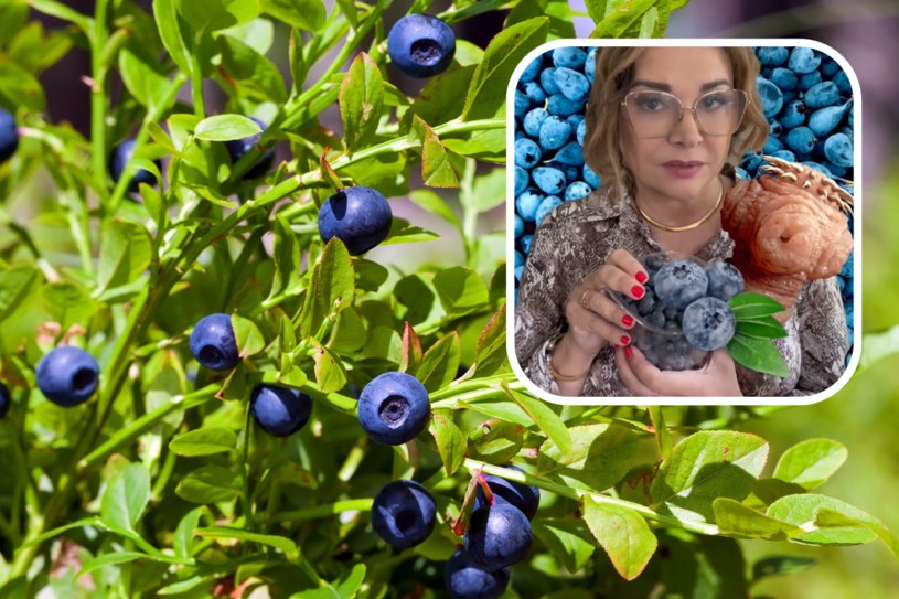 Nieumycie jagód może się skończyć poważną chorobą. Lekarka ostrzega