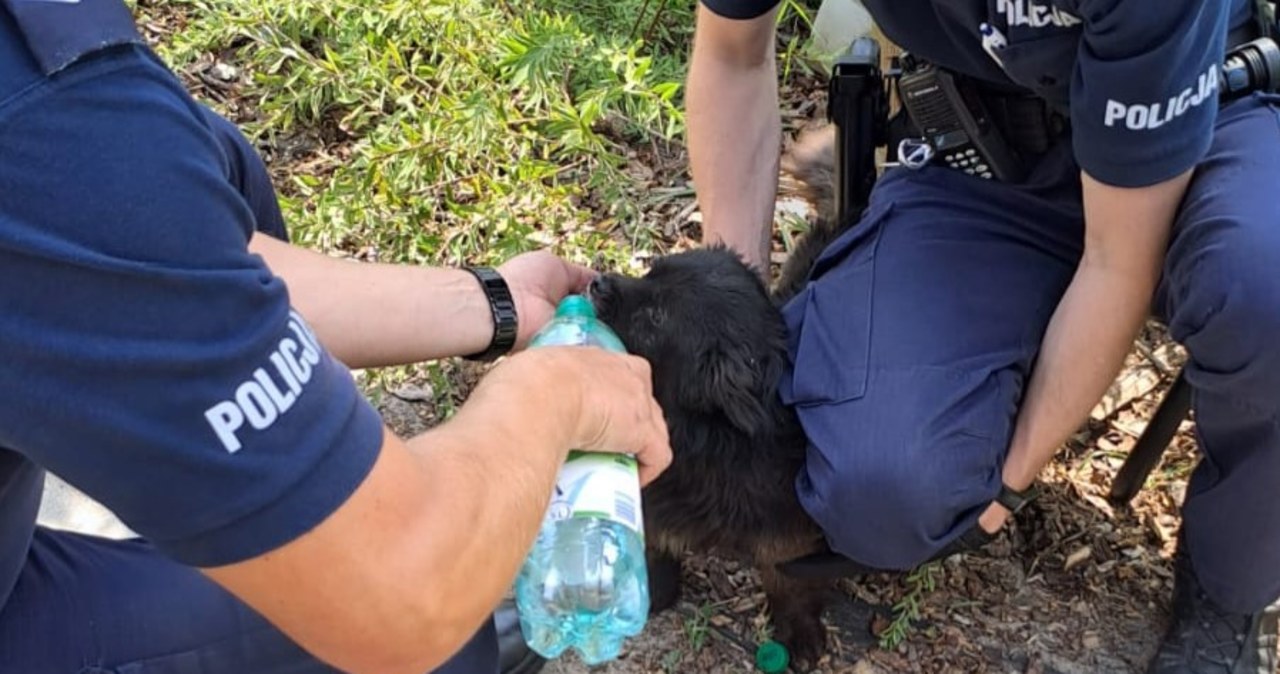 Pies skomlał w nagrzanym aucie. Policja wyważyła drzwi, by go ratować