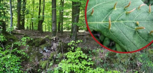 Pojawiają się latem na liściach. Eksperci wyjaśnili czym są dziwaczne twory w lasach