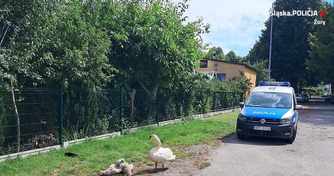 ​Łabędzia rodzina wyszła na spacer. Interweniowali policjanci i strażacy
