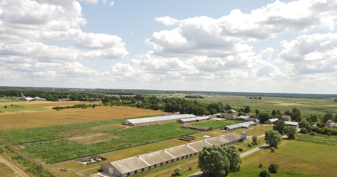 Podlasie: Rzekomy pomór drobiu na jednej z ferm