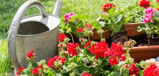 Dodaj do wody, podlej i patrz jak rośnie. Balkon utonie w pelargoniach