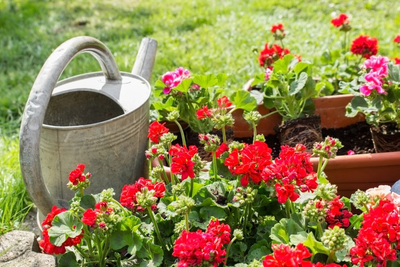 Dodaj do wody, podlej i patrz jak rośnie. Balkon utonie w pelargoniach