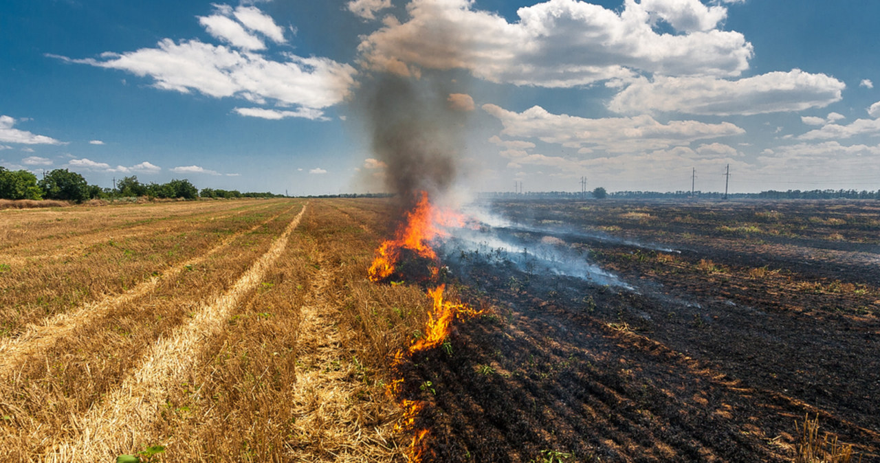 Duże pożary w Wielkopolsce. Spłonęły dziesiątki hektarów zboża