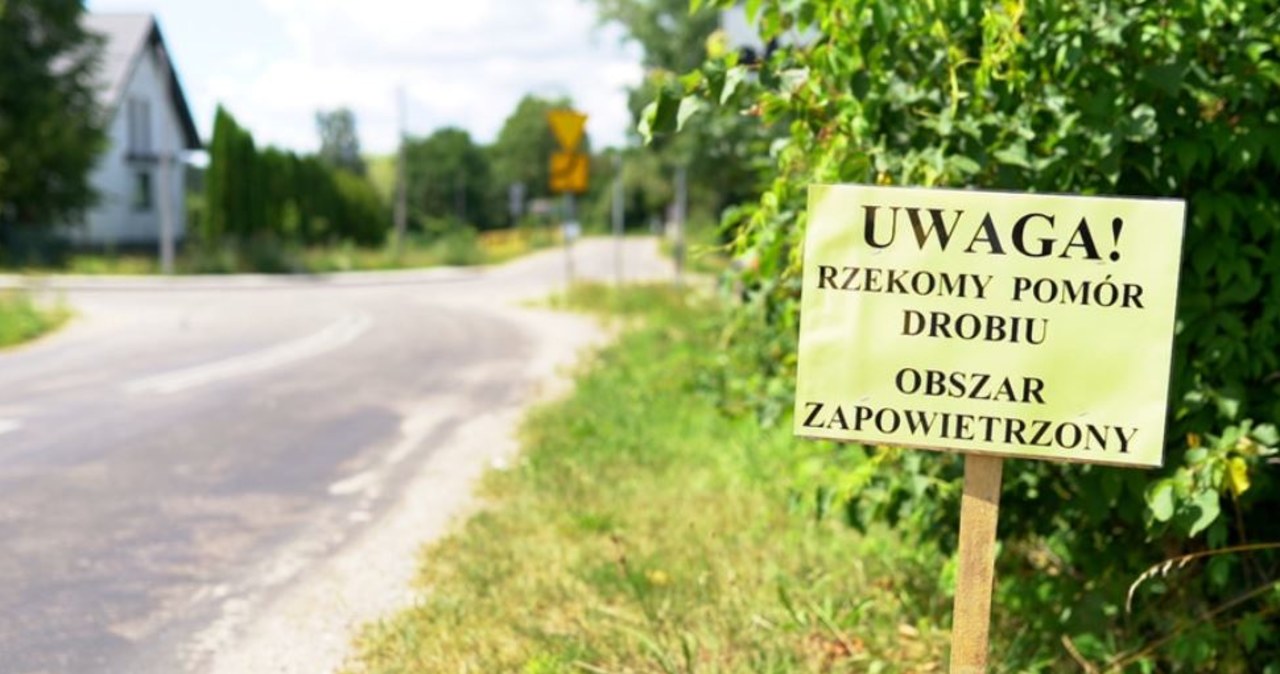 Drugie ognisko rzekomego pomoru drobiu na Podlasiu