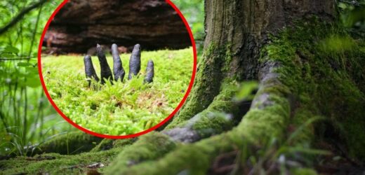 „Groza w środku lasu”. Truchleją nawet najbardziej doświadczeni grzybiarze