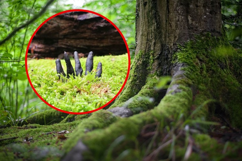 „Groza w środku lasu”. Truchleją nawet najbardziej doświadczeni grzybiarze