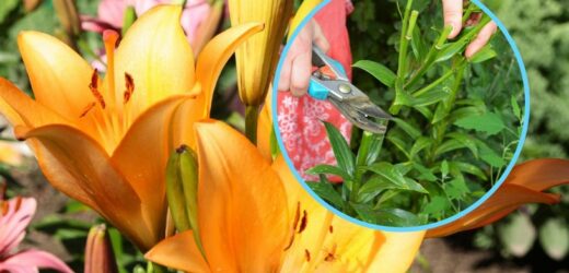 Przytnij lilie w konkretnym momencie. Za rok odwdzięczą się pięknym wyglądem