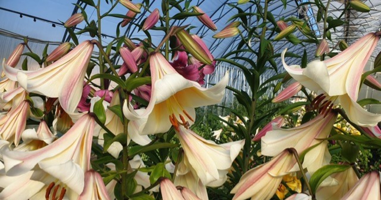 Lilie-giganty i cebule działające jak antybiotyk. Niezwykle okazy na ZUT