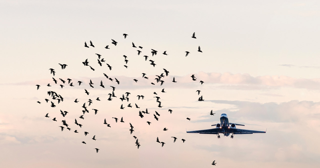 Samolot LOT-u musiał zawrócić do Warszawy. Incydent w powietrzu