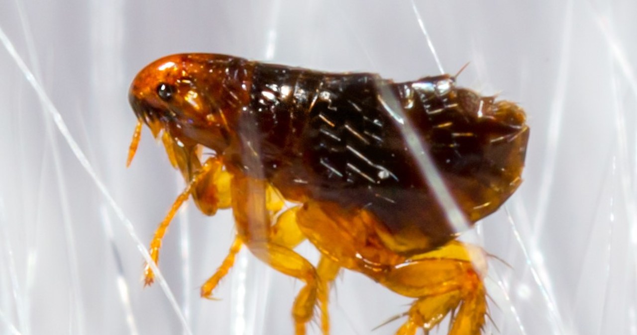 Jedno ugryzienie pchły i 35-latek został kaleką. Amputowano mu ręce