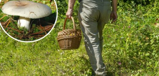Wynoszą z lasów wiadra i kosze z kopkami. Ten grzyb to jednak kłopotliwa „pułapka”