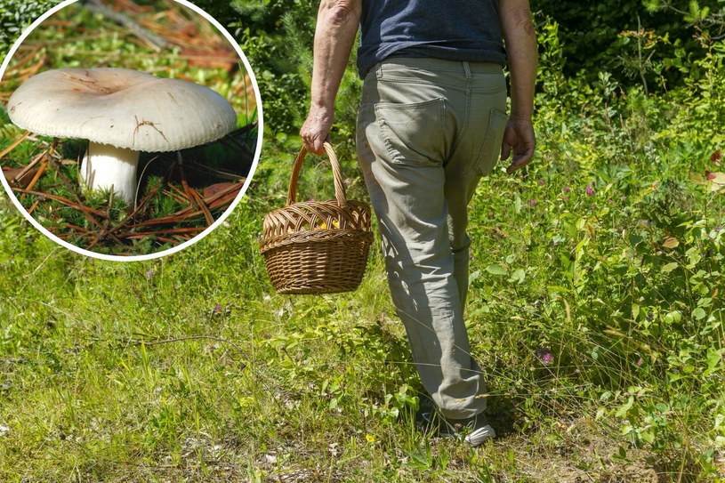 Wynoszą z lasów wiadra i kosze z kopkami. Ten grzyb to jednak kłopotliwa „pułapka”