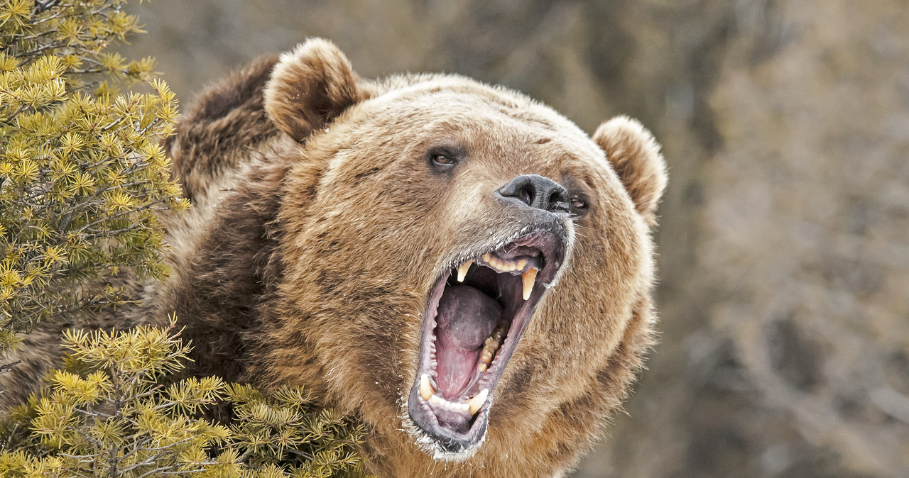 Martwa kobieta znaleziona w Yellowstone. Zaatakował ją grizzly?