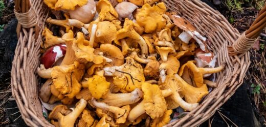 Te gatunki grzybów już rosną w polskich lasach. Podano dokładne lokalizacje