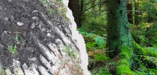 Widzisz ślady po grabiach na leśnym rozdrożu? Zachowaj czujność