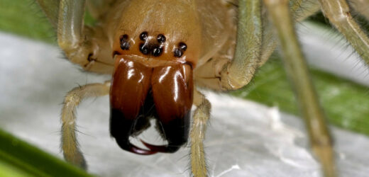 Niebezpieczny pająk grasuje w Polsce. Skutki ukąszenia bywają opłakane