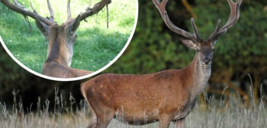 Nietypowe zjawisko w polskich lasach. Czym są krwawe „frędzle”?