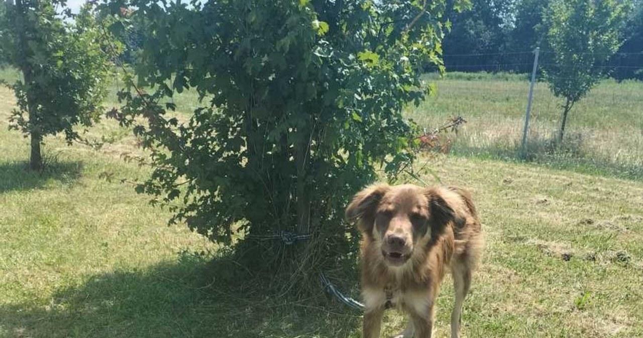 Skomlał głodny, spragniony i przywiązany do drzewa. Policja szuka właściciela psa