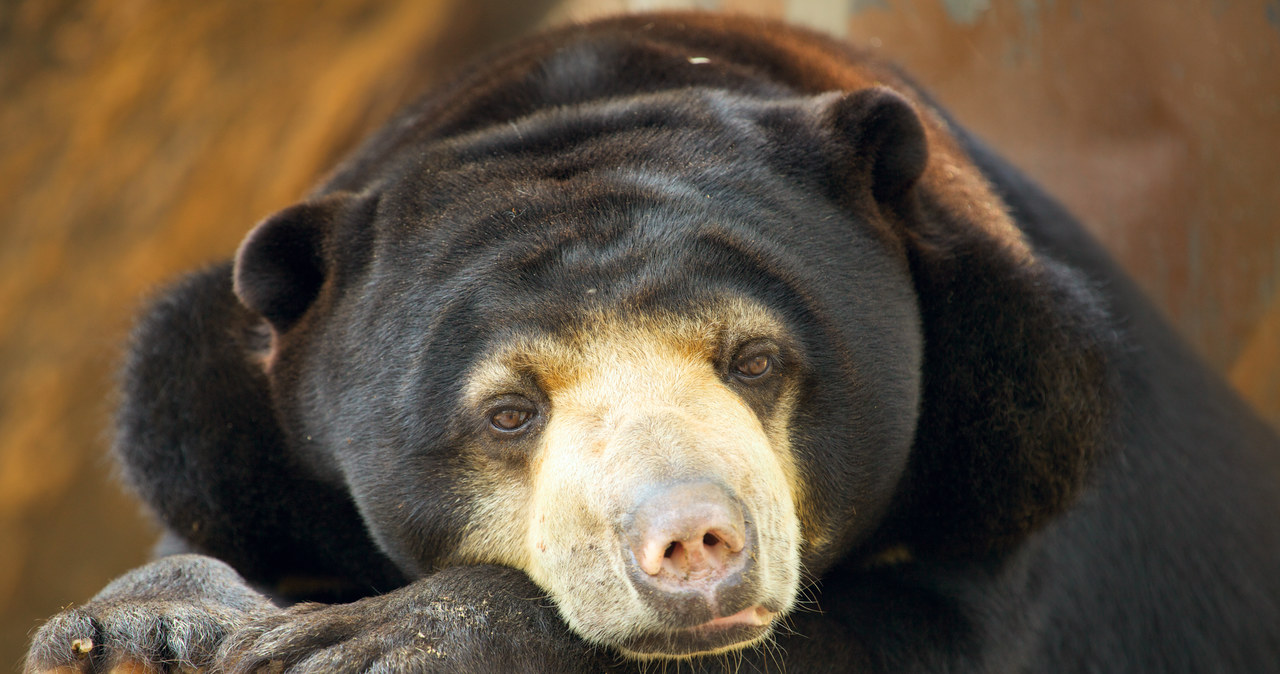 Niedźwiedź czy człowiek w kostiumie? Zoo tłumaczy