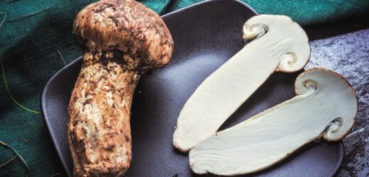 Kilogram tego grzyba kosztuje 2 tys. euro. Gdzie go szukać?
