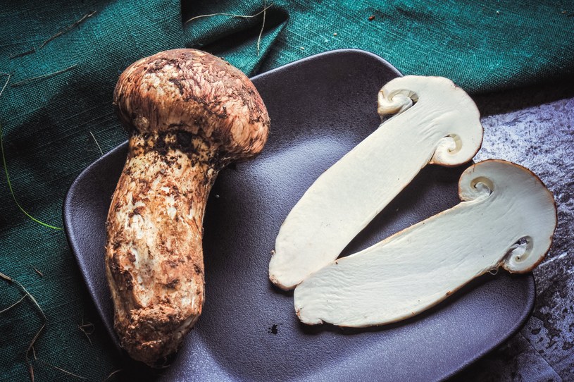 Kilogram tego grzyba kosztuje 2 tys. euro. Gdzie go szukać?