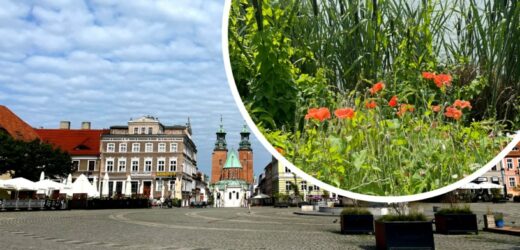 Polska na własne oczy: Gniezno to nie tylko katedra. Odkrywamy miasto królów i królików