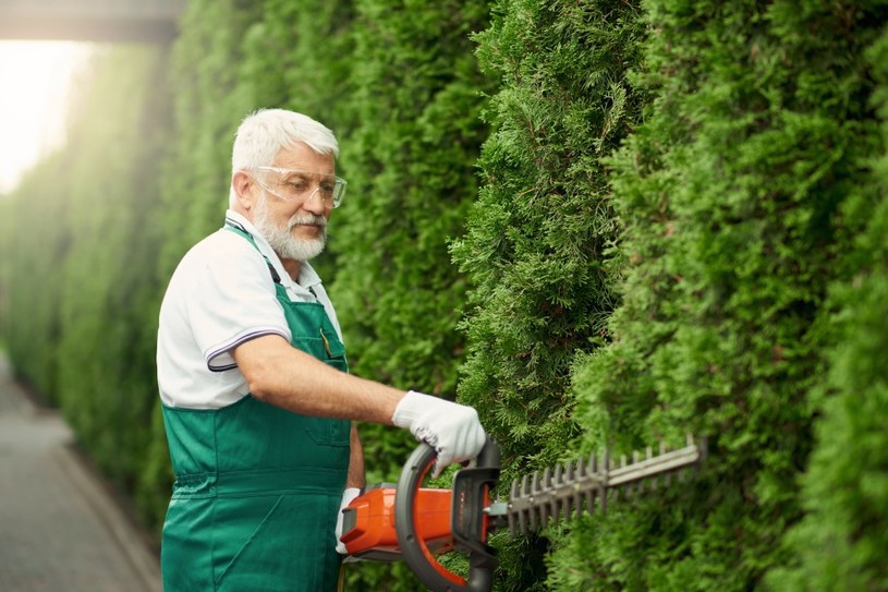 Ostatni termin na przycięcie tui. Później już tylko zostaną rany