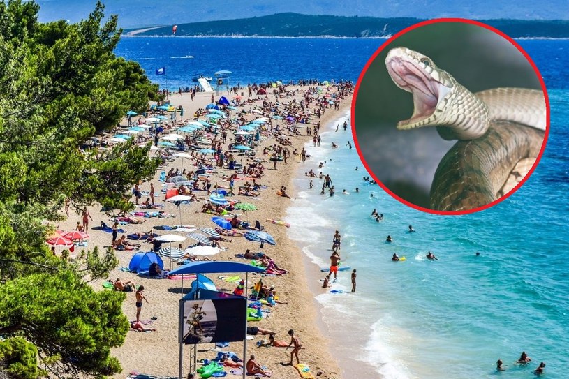 Tragiczne wakacje w Chorwacji. Jadowity wąż ukąsił dziecko