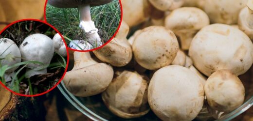 Trujące pieczarki. Oto jak je rozpoznać. Nie zrywaj pod żadnym pozorem