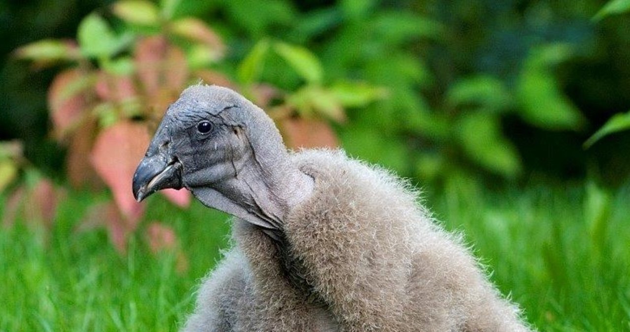 Kondorzyca Beti opuszcza krakowskie ZOO. Wyrusza do Chile