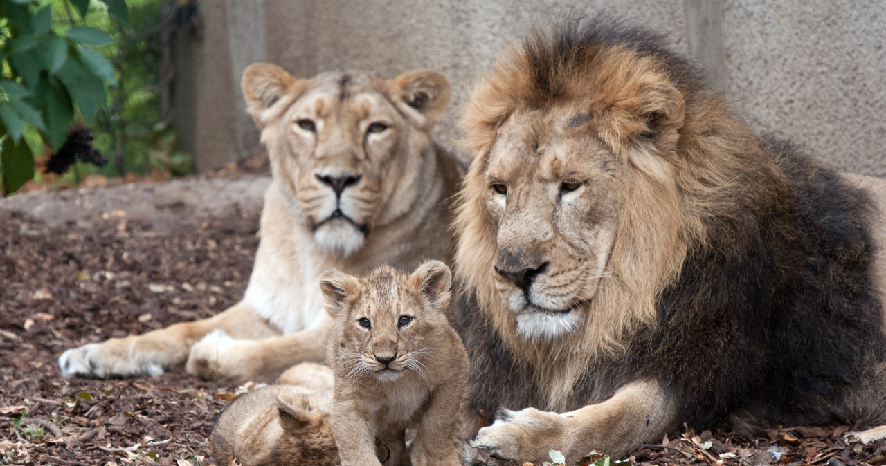 ​Gdańskie zoo świętuje Międzynarodowy Dzień Lwa