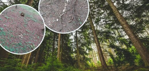 Podczas grzybobrania trafili na „czarci krąg”. Zdjęcie z lasu zaskakuje