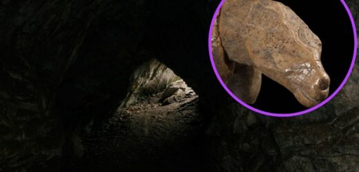 W jaskini odnaleźli brakujący fragment artefaktu sprzed 35 tysięcy lat. Wprawił naukowców w konsternację