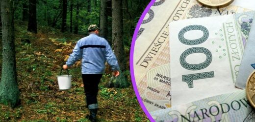 11 sierpnia wybierz się do lasu. Pieniądze same do ciebie przyjdą
