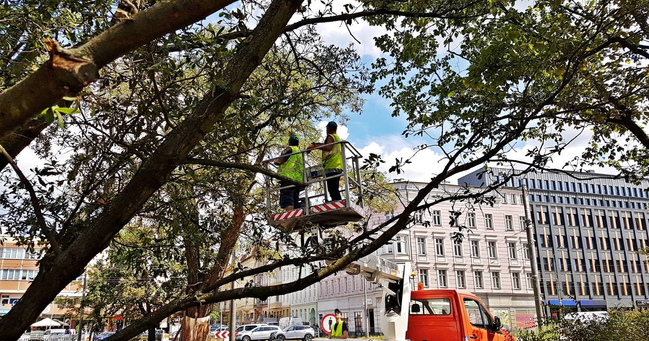 Szczecin: Wiecznie zielone dęby przeszły zabiegi