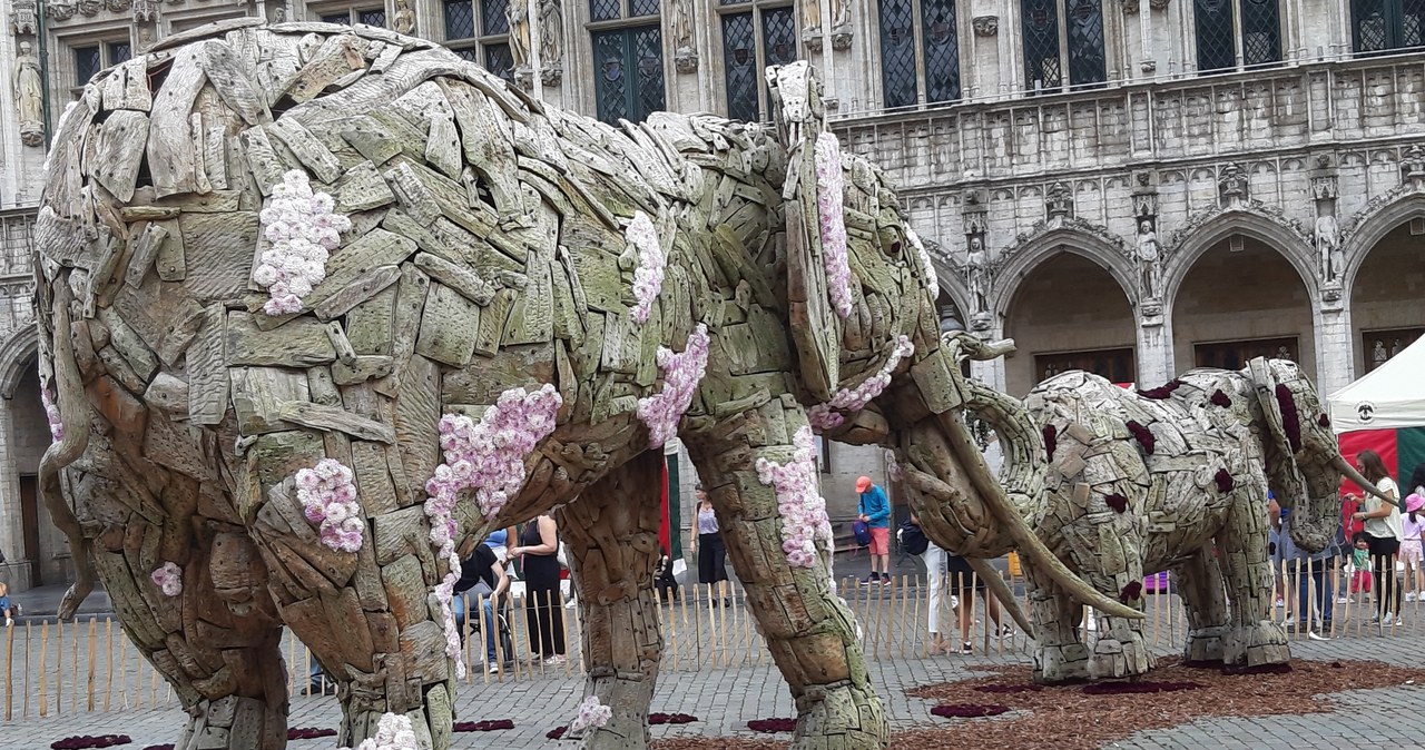 Stado słoni na Grande Place w Brukseli