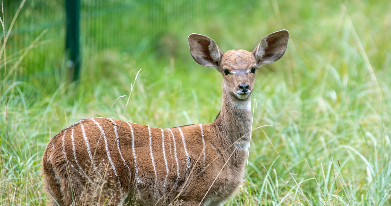W Łodzi żyje jedyne w kraju stado kudu małych